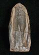 Large Triceratops Shed Tooth - #5692-1
